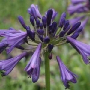 Agapanthe violet