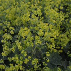 Alchémille molle – Alchemilla mollis BIO