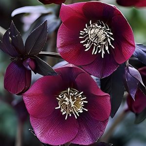 Hellébore orientale &lsquo;Red Lady » – Hellebours BIO