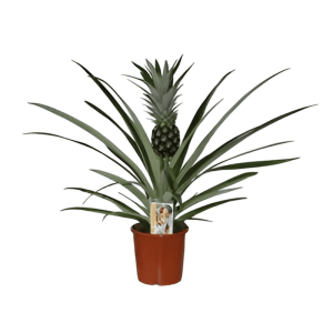 Ananas comosus